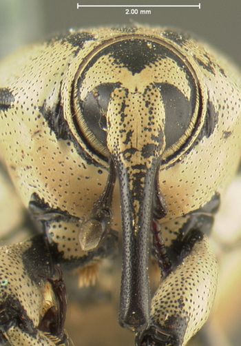 Media type: image;   Entomology 5201 Aspect: head frontal view